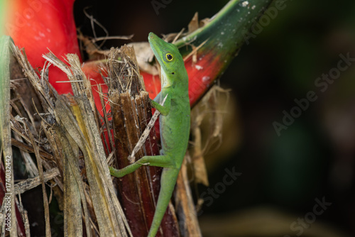 green lizard