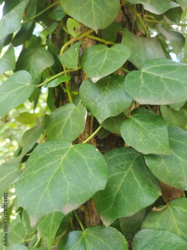 Dense Growth of Lush Green  Ivy on a Rough Tree Trunk
