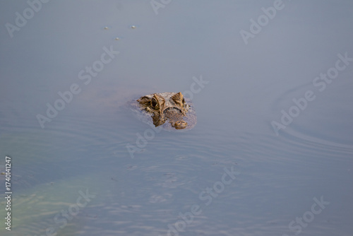 alligator in the water
