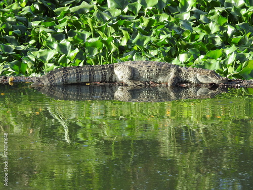 alligator sunbathing in the swamp