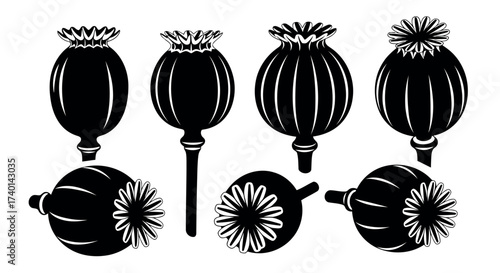 Black Silhouettes of Poppy Seed Pods in Various Orientations opium poppy botanical