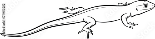 Detailed line drawing of a lizard on a white background