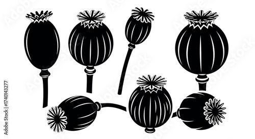 Collection of black silhouette illustrations of poppy seed pods with stems on a white background Keywords: poppy, seed pod, opium poppy, papaver somniferum, plant, botanical, nature, agriculture