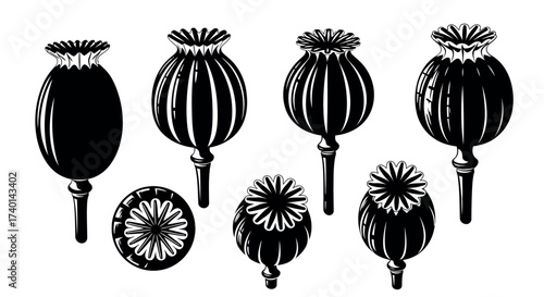 Collection of seven black and white illustrations of poppy seed pods in various stages and views opium poppy