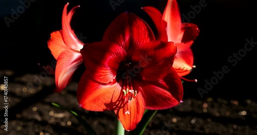 Vibrant red amaryllis flowers blooming in sunlight against a dark background