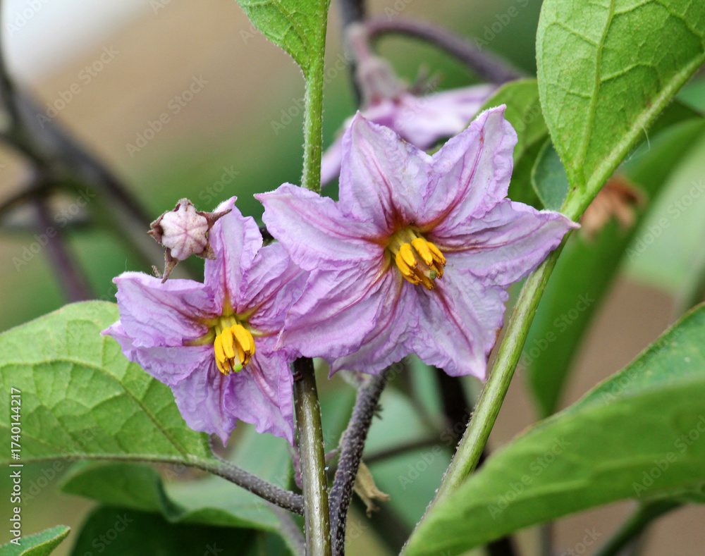 Fototapeta premium Eggplant blooms in open ground