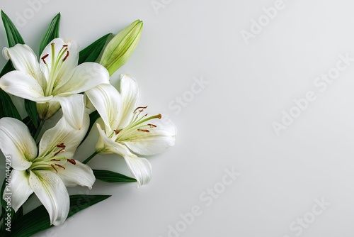 White lilies bloom with green leaves against a crisp white background, elegant simplicity