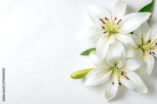 Group of white lilies with yellow anthers and green leaves on a clean white background