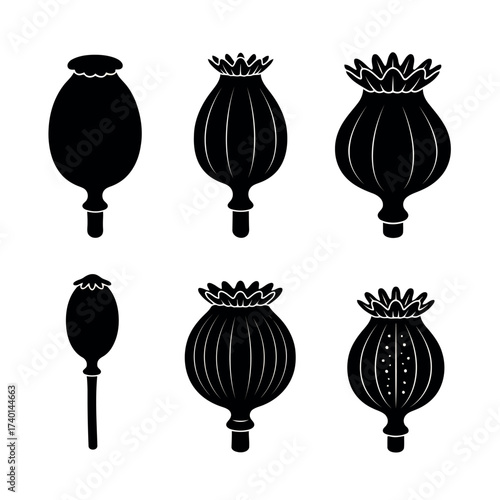 Set of Six Black Silhouettes of Poppy Seed Pods in Different Stages plant botanical