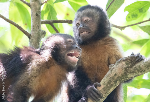 baby monkeys