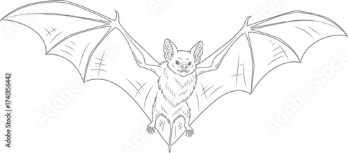Detailed line art drawing of a bat with outstretched wings