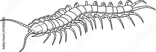 Centipede illustration with many legs on a white background
