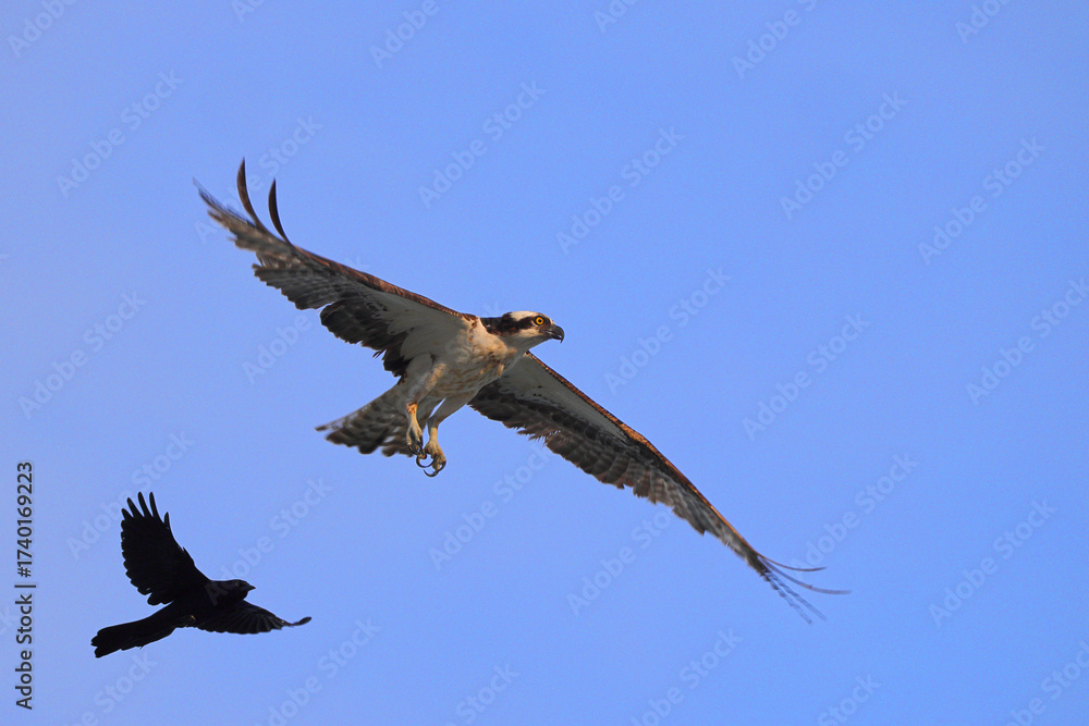 Obraz premium Osprey inflight against blue sky hunting prey. 
