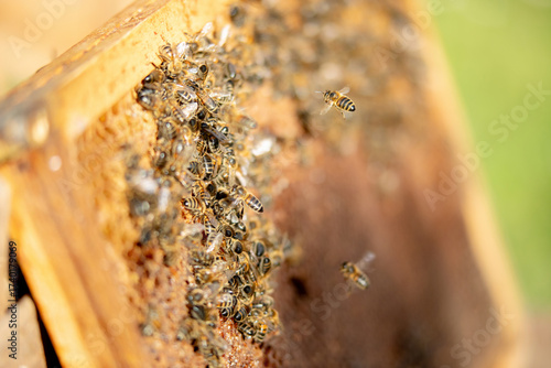 Apiculture - Abeille mellifère léchant du miel dans les alvéoles en cire d'un cadre de  ruche