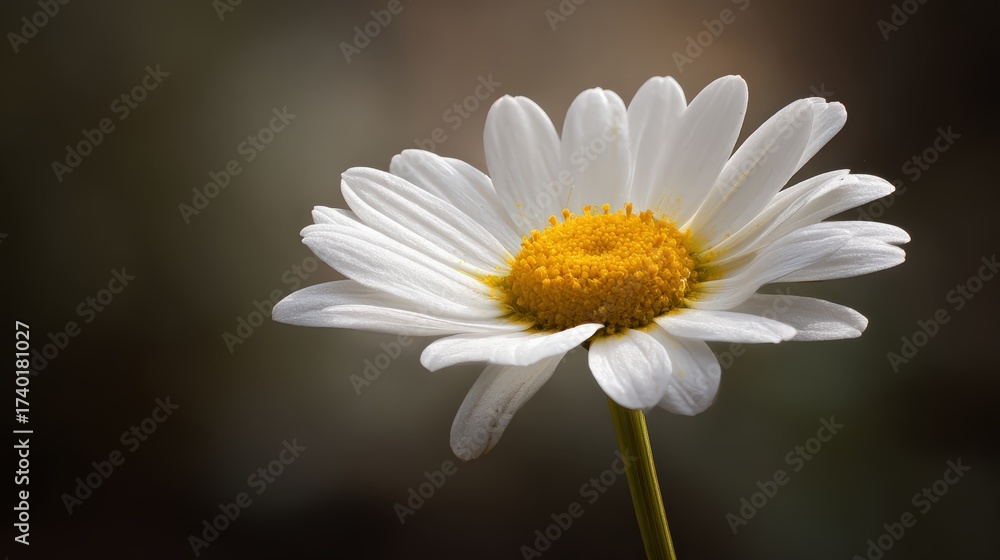 Fototapeta premium Close up of beautiful white daisy flower with yellow center on blurred background