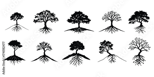 Exposed Root Tree Silhouettes, Unique Vector Set of Trees with Visible Root Systems