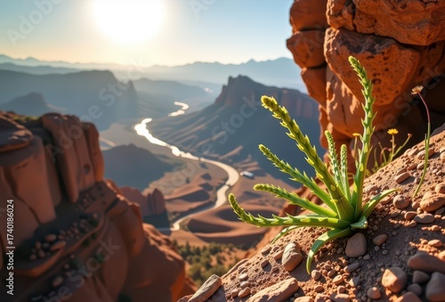 A tenacious desert plant clings to a rocky mountainside, overlooking the vast Orange River valley below, bathed in the warm desert sun, wildlife, dramatic
