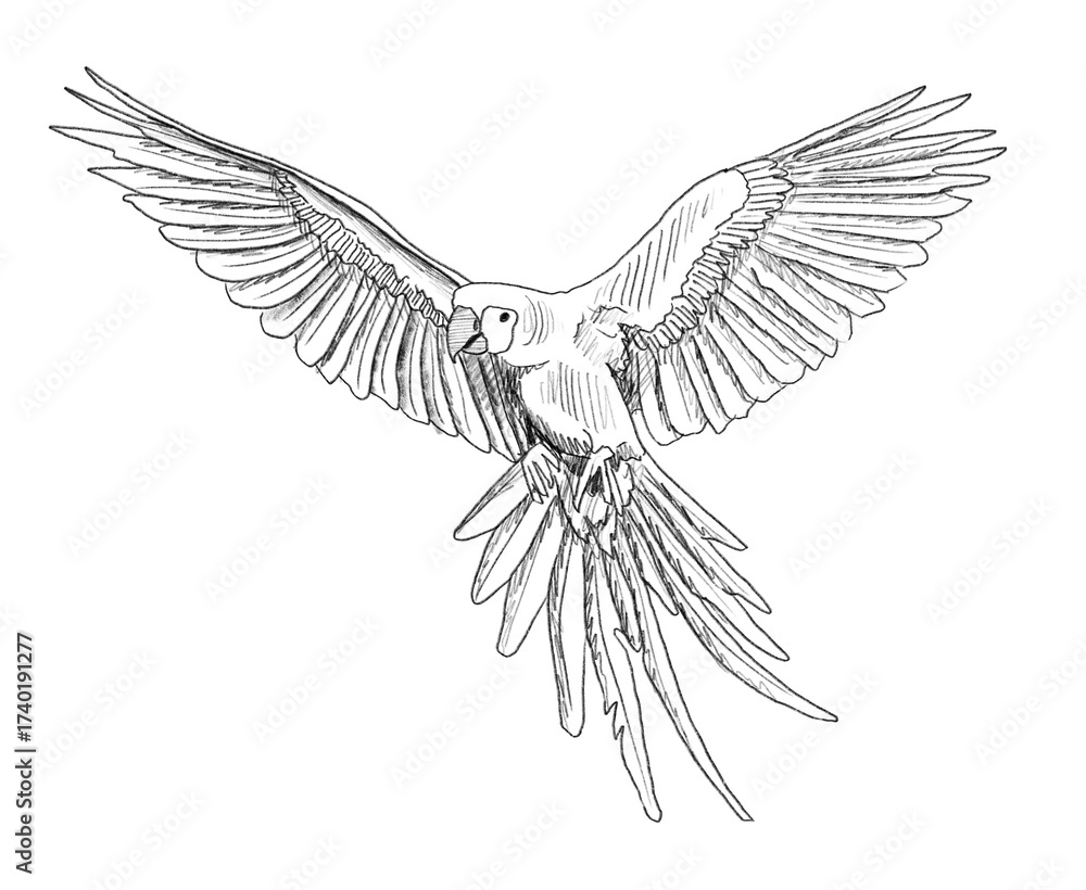 Obraz premium Graphite animal sketch, parrot, macaw, no background, PNG