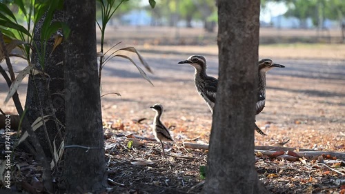 family of bush stone curlew or bush thick knee, Burhinus grallarius, living on a campsite in Darwin in the Northern Territory of Australia, hiding underneath a bush, mother, father, chick.