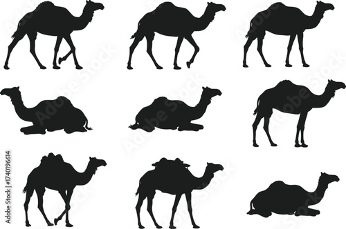 Camel silhouettes set, desert animal poses, standing sitting resting loaded camels, wildlife vector illustration, Middle East culture, travel design element