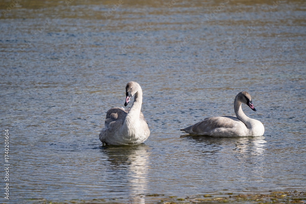 Obraz premium The trumpeter swan (Cygnus buccinator) is a species of swan found in North America. Hayden Valley, Yellowstone National Park, Wyoming. The Yellowstone River 