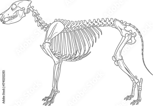 Dog skeleton anatomical illustration in black and white line
