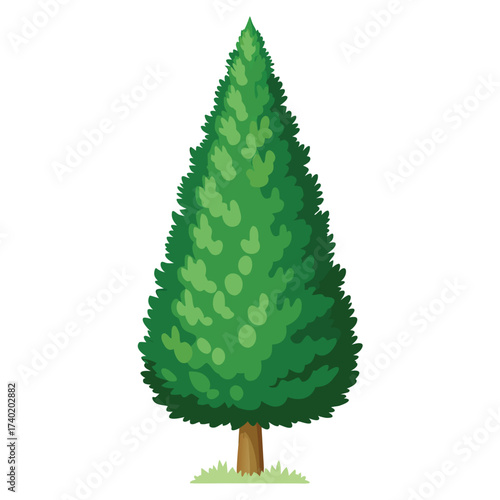 American arborvitae tree with flat, spray-like green foliage and a classic, tight pyramidal form, often used as a screen or hedge.