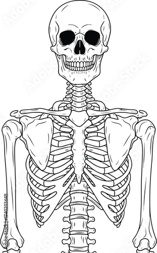 Detailed skeletal system illustration on a white backdrop