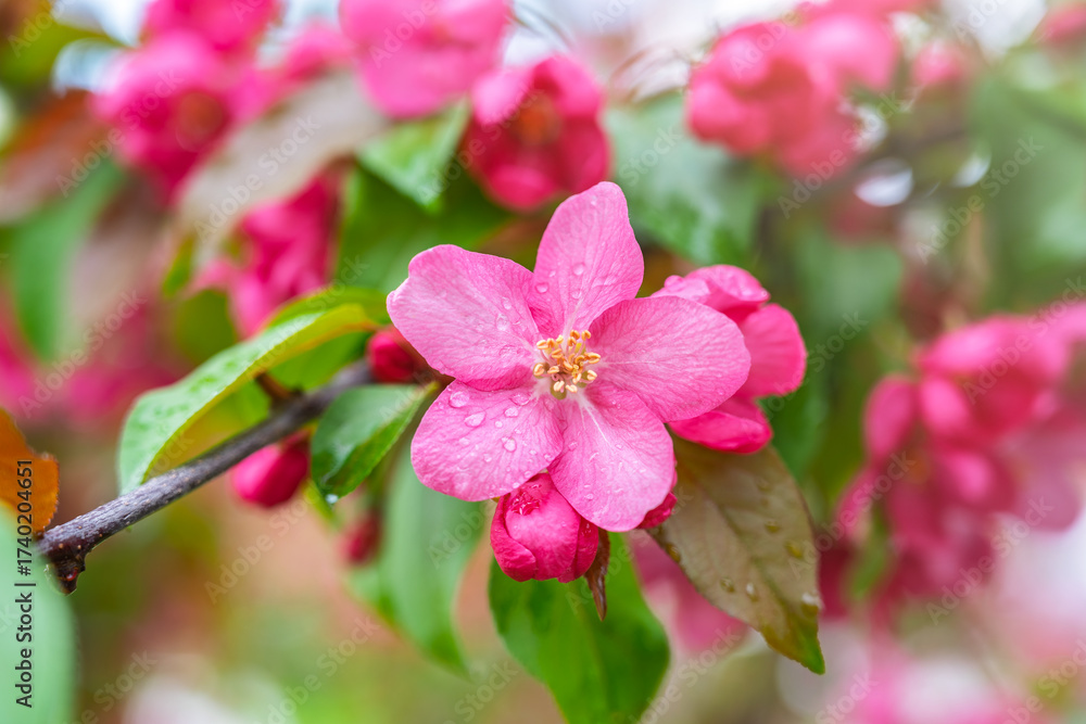Obraz premium Fresh pink flowers of a blossoming apple tree with blured background