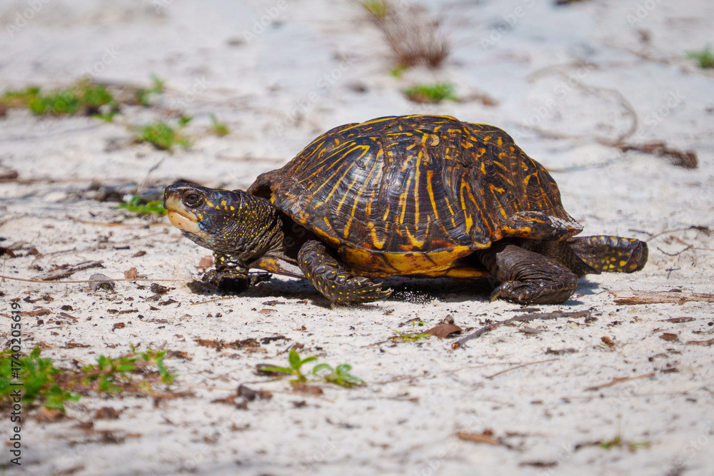 Fototapeta premium Florida Box Turtle