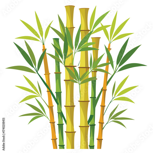 Dense cluster of tall bamboo stems with characteristic jointed nodes and delicate, clustered foliage, isolated for an oriental aesthetic.