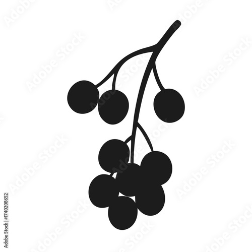 Black elderberry branch vector illustration for natural medicine and food ingredient designs and botanical art