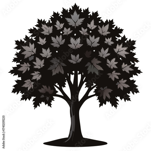 Black maple, closely related and similar to sugar maple, but with darker, corky bark and slightly droopy, three-lobed leaves.