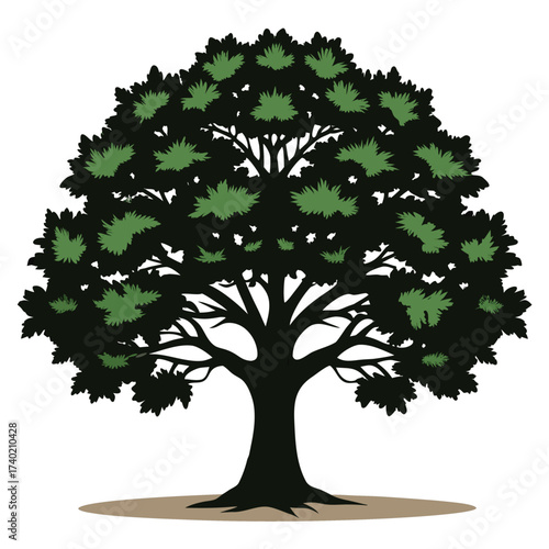 California black oak, a tall, western species with large, palmate-shaped, deeply lobed leaves, prized for its excellent fall color.