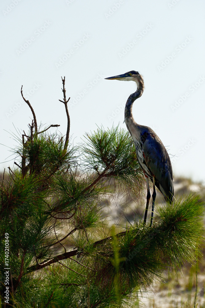 Fototapeta premium Heron Perched on Tree at Johnson Beach