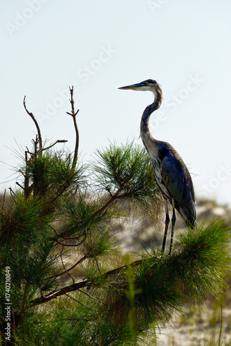 Heron Perched on Tree at Johnson Beach