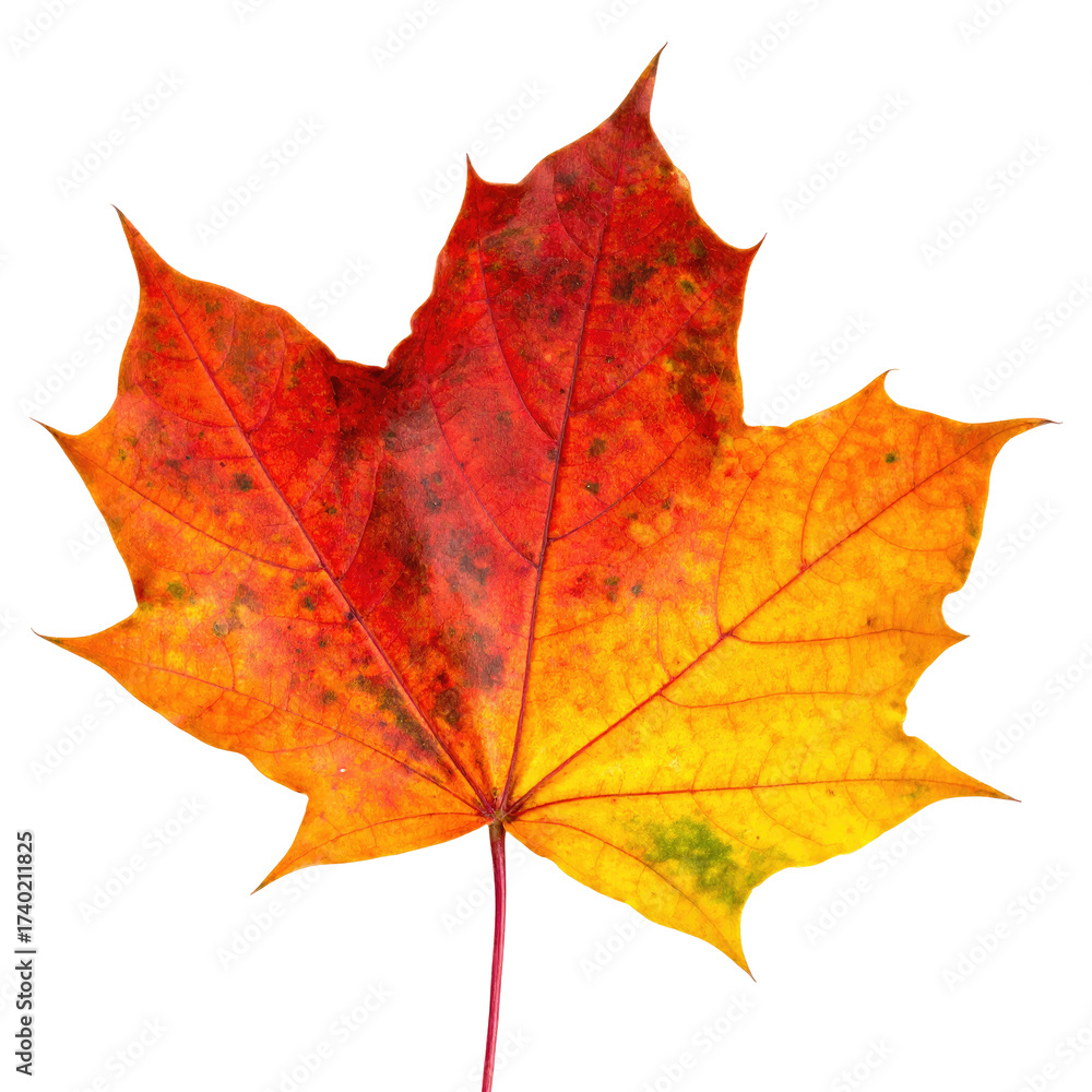 Obraz premium Vibrant autumn leaf