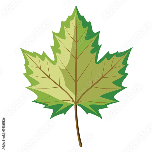 Chalk maple, a southern species of sugar maple with a white, chalky underside to its leaves and small, rounded form.