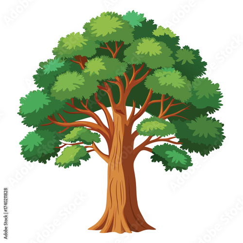 Cherrybark oak, a tall, fast-growing Southern red oak with bark that resembles that of a mature cherry tree, prized for timber.