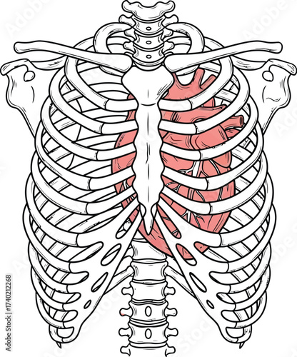 Human heart protected by rib cage anatomical illustration