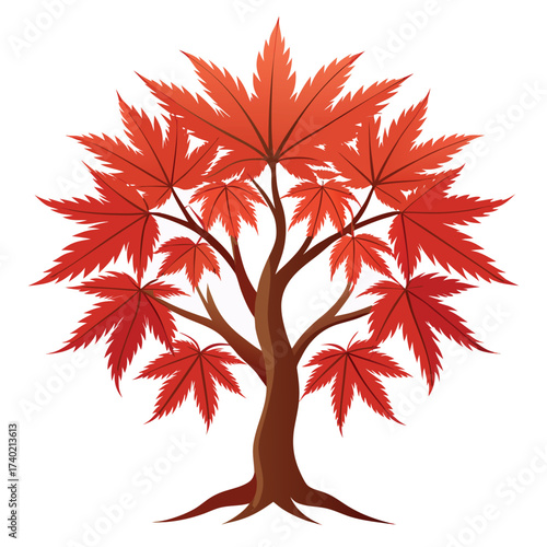 Dissectum Japanese maple, a laceleaf variety with finely dissected leaves and a graceful, cascading, weeping form, isolated.