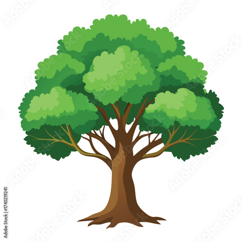 Laurel oak with smooth bark and narrow, semi-evergreen foliage, common in the moist bottomlands of the Southern United States.