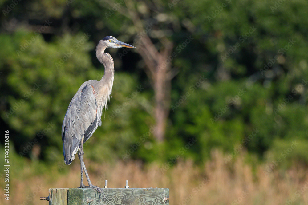 Fototapeta premium Great blue heron perched against blurry background.