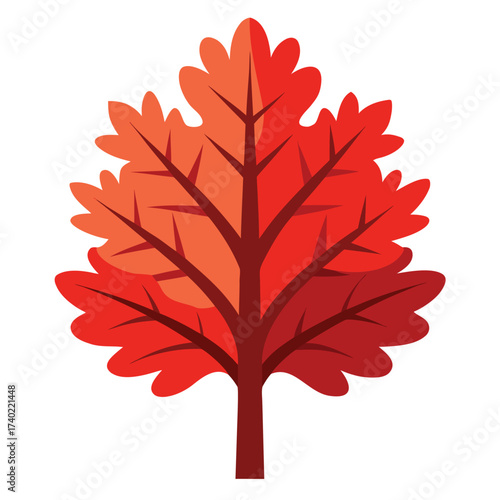 Northern red oak tree with sharply pointed leaf lobes and the potential for brilliant red to russet fall color, a valuable, large hardwood species.