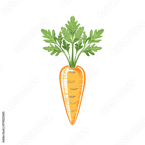 Vibrant Fresh Carrot Root Vegetable with Green Foliage Illustration