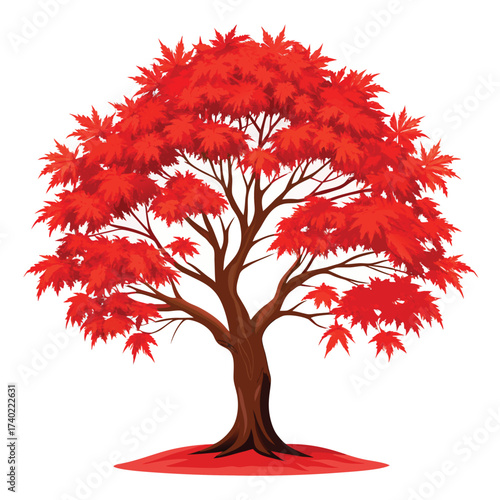 Osakazuki Japanese maple, renowned for its huge leaves and the most brilliant, intense scarlet-red autumn color, a stunning specimen plant.