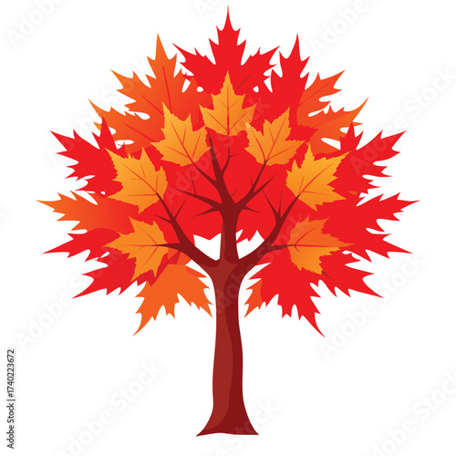 Red Sunset maple cultivar, prized for its outstanding, reliable orange and red fall color, dense canopy, and symmetrical, oval shape.