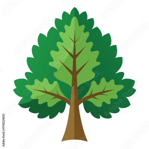 Sawtooth oak tree, noted for its sharply serrated leaf edges and strong pyramidal shape, providing fast growth and shade.