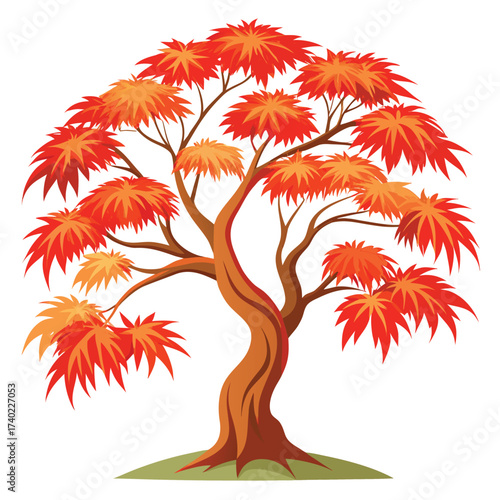 Seiryu Japanese maple, the only upright growing laceleaf cultivar, featuring finely dissected foliage and a delicate, airy appearance.