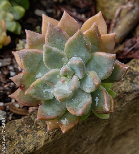 close up of a succulent, after rain